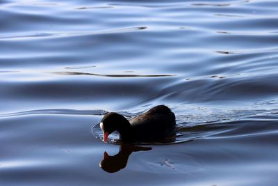 High angle view of woman swimming in lake