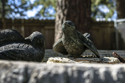 Close-up of statue on rock