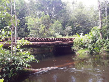 Scenic view of lake in forest