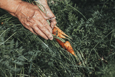 Hands carrot harvest in garden