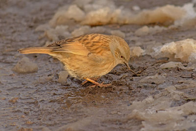 Close-up of a bird