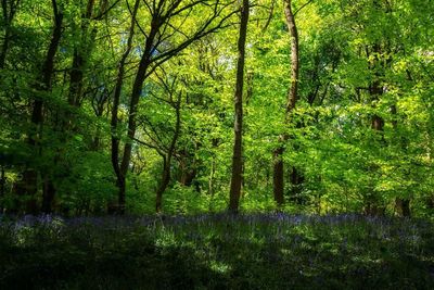 Trees in forest