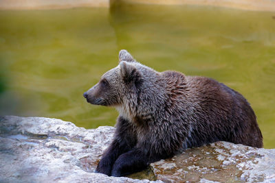 Close-up of bear on field