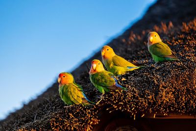 Close-up of parrots on roof