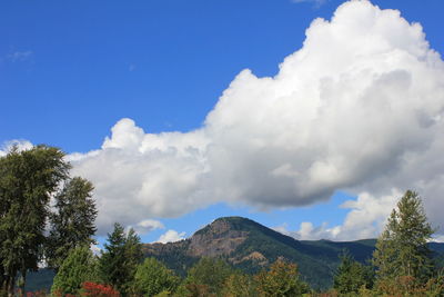 Low angle view of trees against blue sky