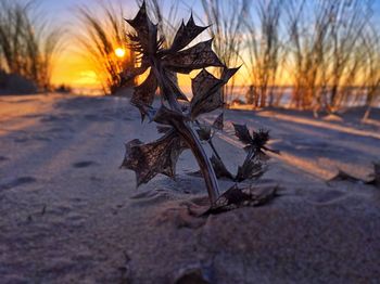 Close-up of bare tree during winter