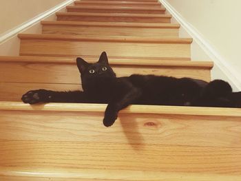 Portrait of cat sitting