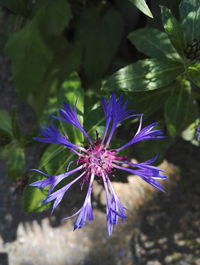Close-up of purple flower blooming outdoors