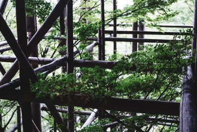 Low angle view of trees in forest