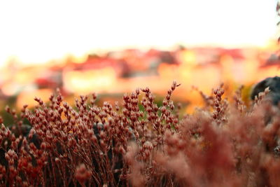 Close-up of plant growing on field