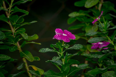 Close-up of pink flowers blooming outdoors