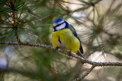 Close-up of bird perching on branch