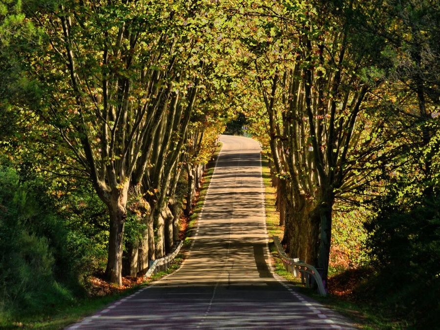 the way forward, tree, diminishing perspective, tranquility, narrow, vanishing point, walkway, tranquil scene, nature, boardwalk, empty, growth, pathway, footpath, long, beauty in nature, forest, leading, no people, railing