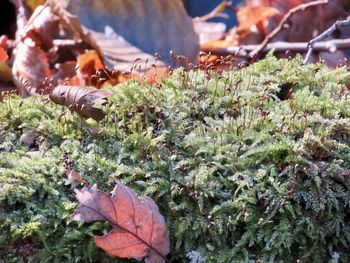 Close-up of fresh green plants