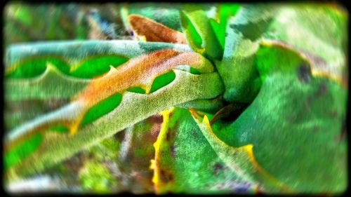 Close-up of plant against blurred background