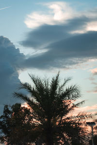 Low angle view of palm trees against sky