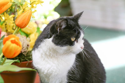 Close-up of a cat looking away