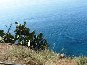 High angle view of plants by calm blue sea