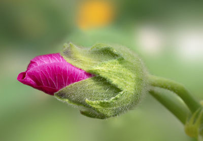 Close-up of pink flower bud