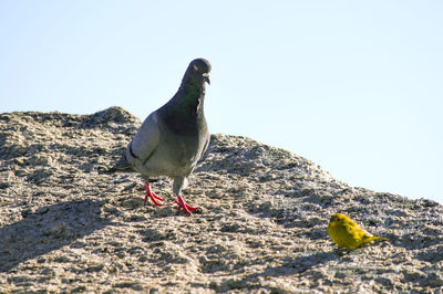 Close-up of bird perching on beach against clear sky