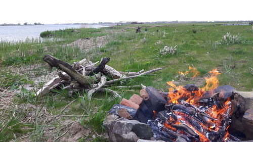 Dead plants in water against sky
