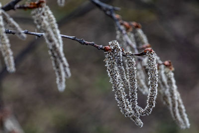 branch