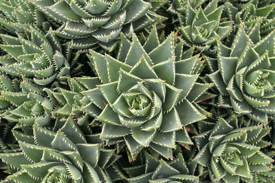 Full frame shot of succulent plant leaves