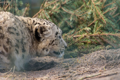 Close-up of a cat looking away