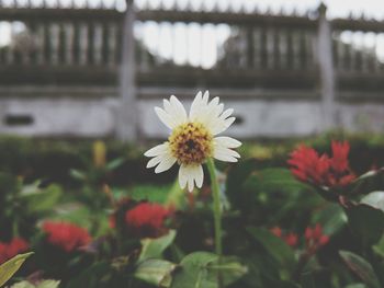 Close-up of white daisy blooming outdoors