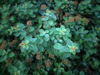 Close-up of plants