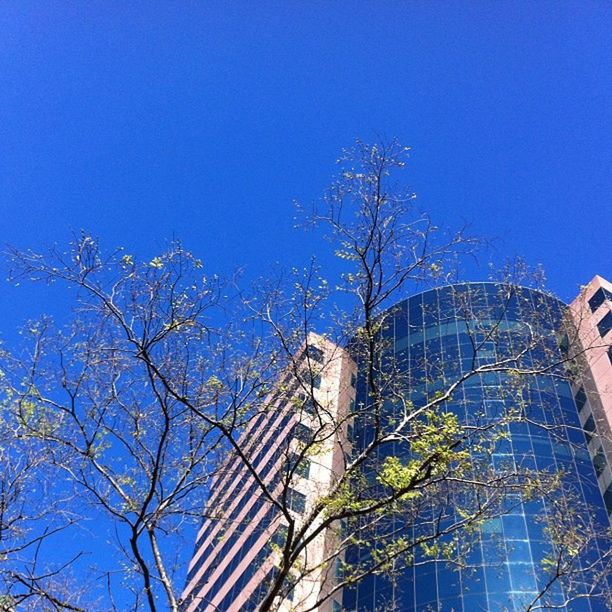 blue, clear sky, built structure, architecture, low angle view, building exterior, bare tree, tree, branch, sunlight, building, copy space, day, outdoors, no people, house, residential structure, growth, shadow, city