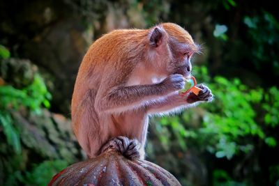 Close-up of monkey eating food