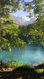 Trees in a lake