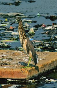 View of birds on beach