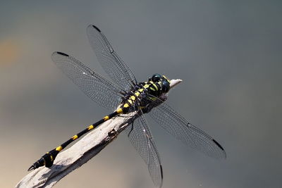 Close-up of dragonfly on plant