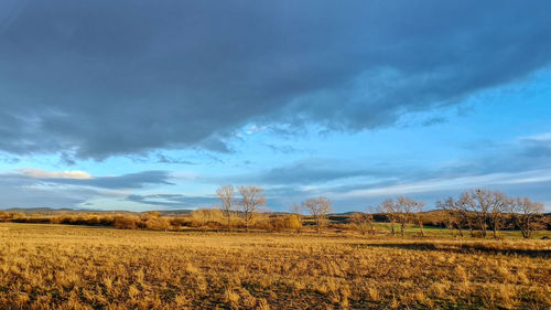 Scenic view of agricultural field against sky