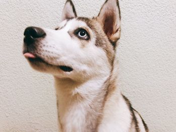 Close-up of dog looking away