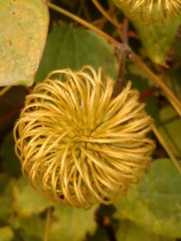 Close-up of yellow flowering plant