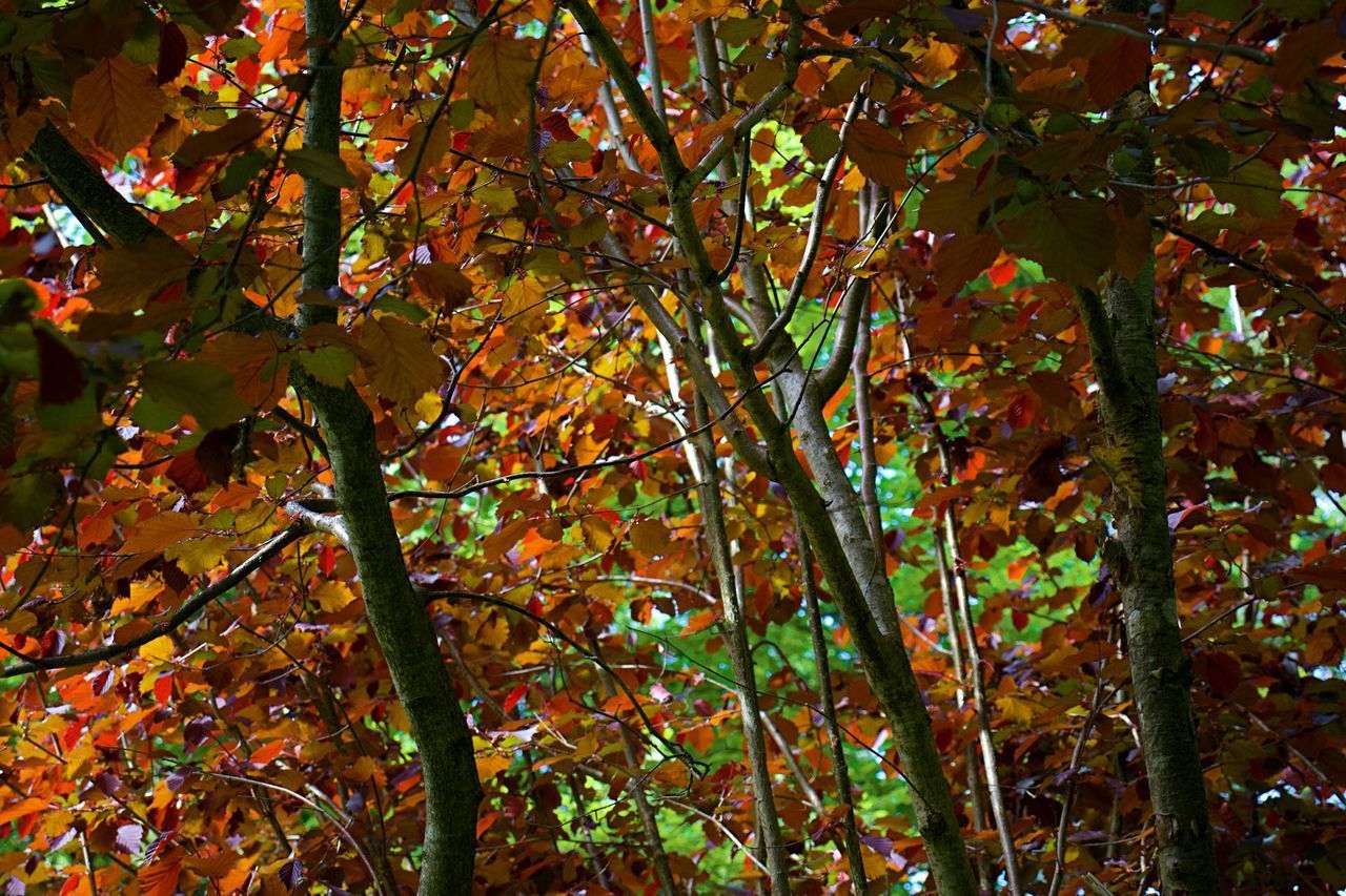 LOW ANGLE VIEW OF TREES IN AUTUMN