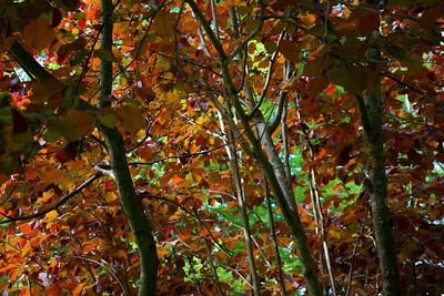 Low angle view of trees during autumn