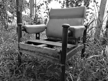 Chairs on grass against trees