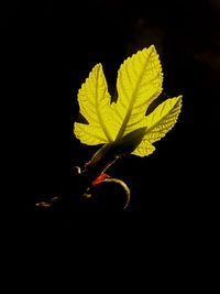 Close-up of yellow leaves against black background