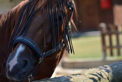 Close-up of a horse in ranch