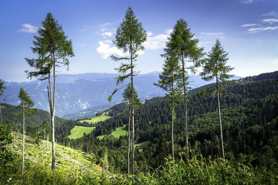 Fir trees limed by the fury of the wind of the vaia storm. cima campo, belluno, veneto, italy