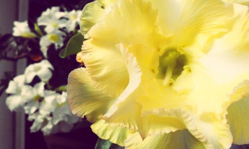 Close-up of yellow flower