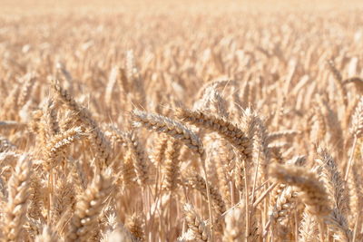 Full frame shot of wheat field