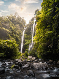 Scenic view of waterfall in forest