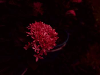 Close-up of red rose flower at night