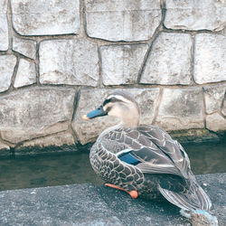 View of duck swimming on the lake