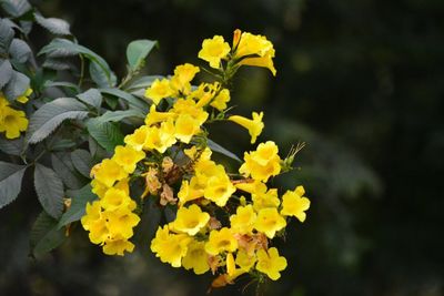 Close-up of yellow flowers blooming outdoors